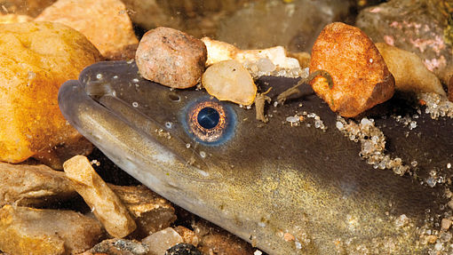 Nachhaltiger Fischkonsum