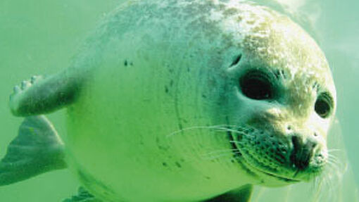 Seehund oder Kegelrobbe?
