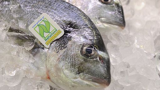 Ökofisch für Genießer